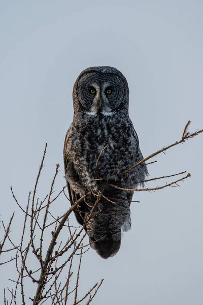 Great Gray Owl Top Tree — Stock Photo, Image