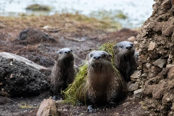 Family of river otters by lagoon