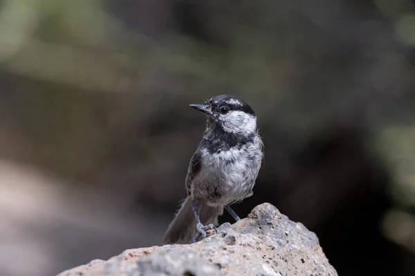Гірські Пташенята Скелі — стокове фото