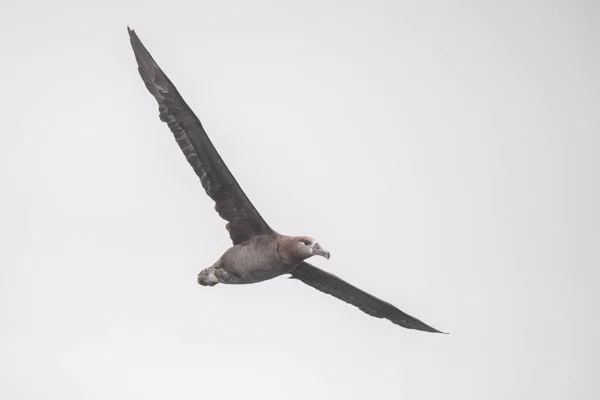 Fekete Lábú Albatrosz Repül Óceán Felett — Stock Fotó