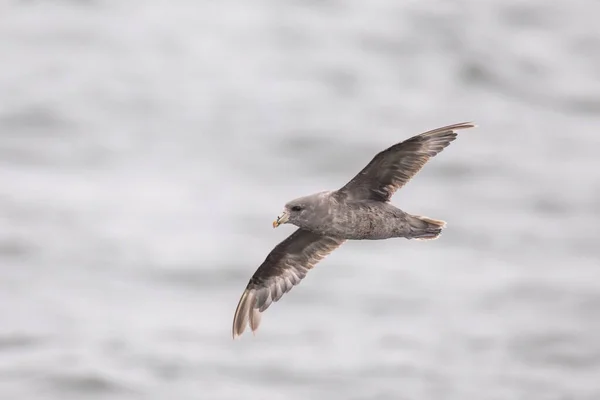 ノーザンフルマール 海を飛ぶ — ストック写真