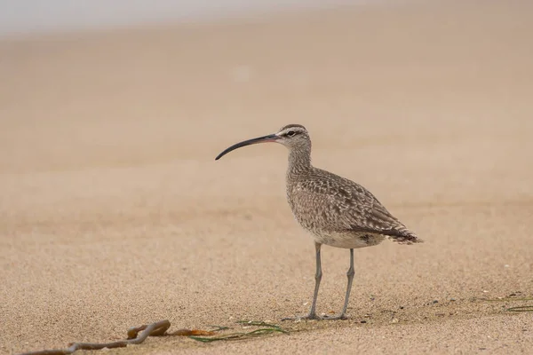 Curlew Faturado Longo Uma Praia — Fotografia de Stock