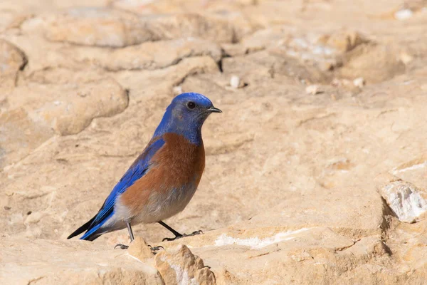 Западная Синяя Птица Камне — стоковое фото