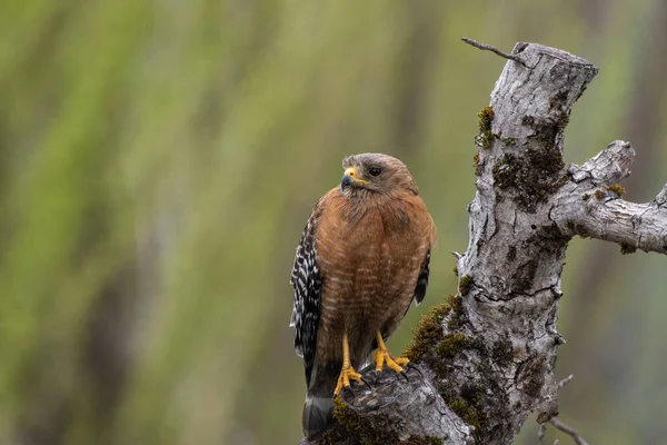 Red-shouldered hawk sitting in a tree