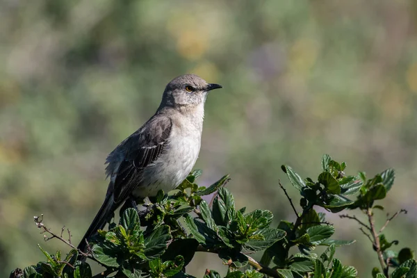 Βόρεια Mockingbird Κάθεται Μια Πέρκα — Φωτογραφία Αρχείου