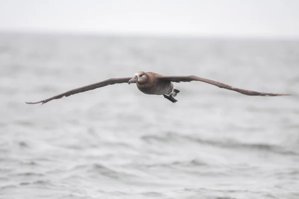 Černonohý Albatros Letící Nad Oceánem — Stock fotografie