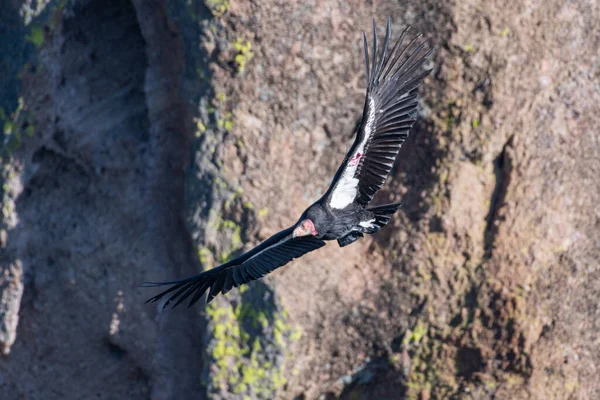 Kalifornijski Kondor Przelatujący Przez Kanion — Zdjęcie stockowe