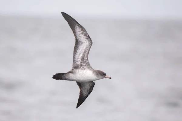 Pink Footed Shearwater Flying Ocean — Stock Photo, Image