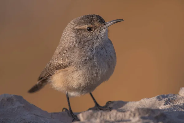 Kaya kırbacı kayanın üzerinde oturuyor.
