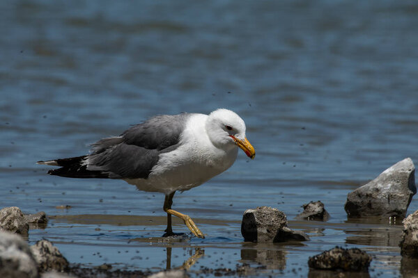 California gull looking for food