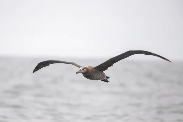 Černonohý Albatros Letící Nad Oceánem — Stock fotografie