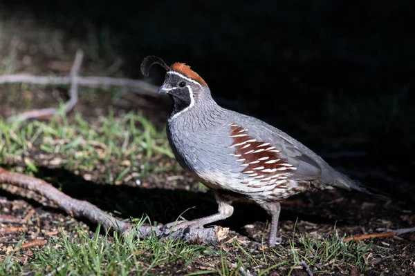 Gambell Quail Out Morning — Stock fotografie