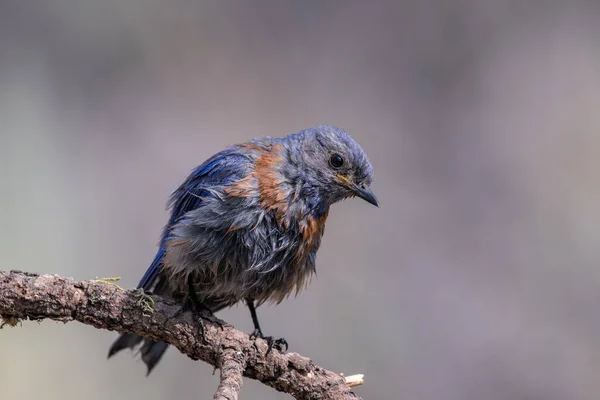Uccello Azzurro Occidentale Trespolo — Foto Stock