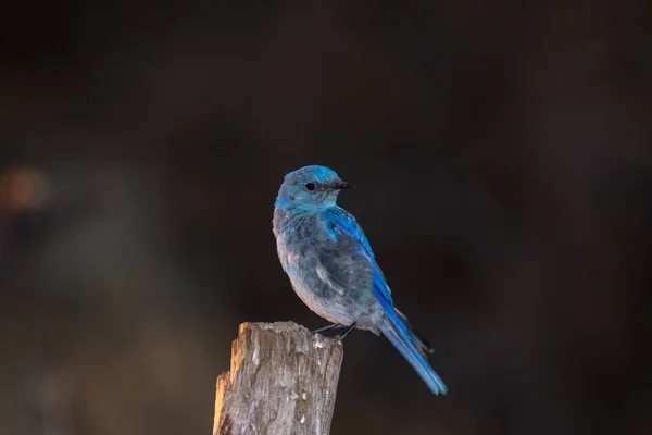 Uccello Azzurro Montagna Ceppo — Foto Stock