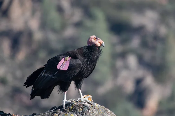 Califórnia Condor Sentado Uma Rocha — Fotografia de Stock