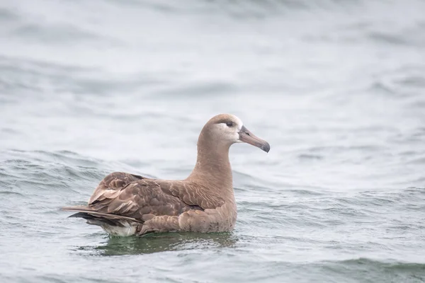 Albatros Pieds Noirs Dans Océan — Photo