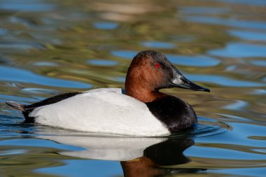 Canvasback in a pond on a sunny day clipart