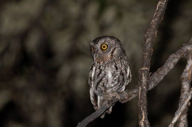Bıyıklı cırtlak baykuş gece bir tünekte oturuyor.