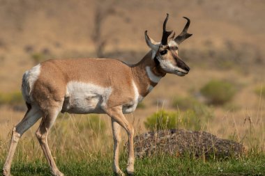 Bir alanda yürüyüş pronghorn