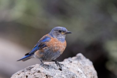Bir kayanın üzerindeki batı mavi kuşu