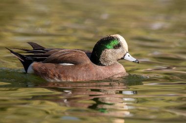 Göletteki Amerikan sosisi