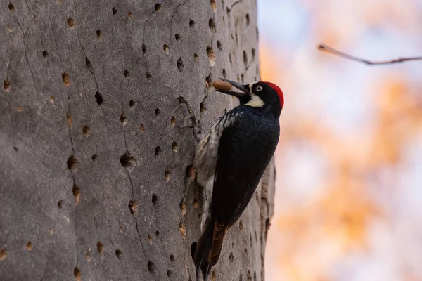 Acorn Woodpecker Storing Acorn Stash — Stock Photo, Image