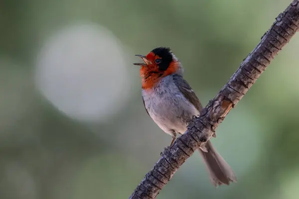Warbler Rosto Vermelho Cantando Poleiro — Fotografia de Stock