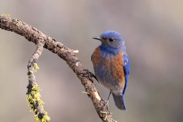 Pájaro Azul Occidental Una Percha — Foto de Stock