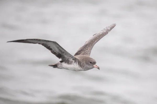 Pink-footed shearwater flying over the ocean