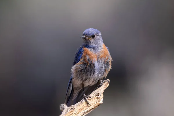 Западная Синяя Птица Окуни — стоковое фото