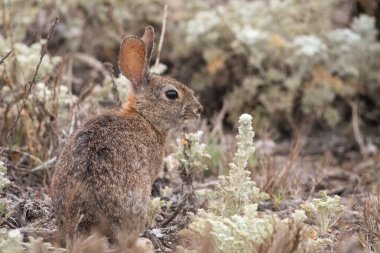 Tarlada fırça tavşanı