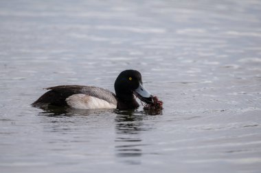 Daha büyük yosunlu yosun