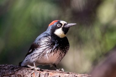 Palamut ağaçkakanının yakın plan portresi