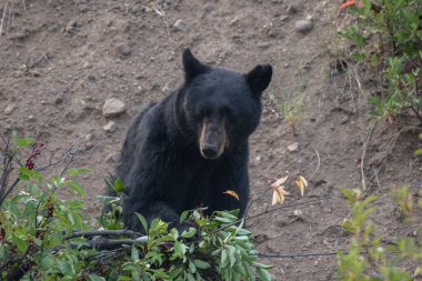Kara ayı yabanmersini arıyor. 