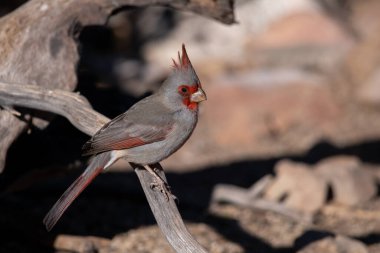 Pyrrhuloxia Sabahleyin bir levrekte
