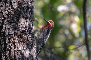 Kızıl saçlı sazan bir ağaca tutunuyor.