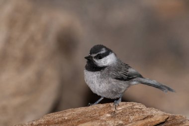 Dağ tavuğu kütüğün üstünde