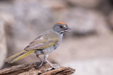 Green-tailed towhee on a perch clipart