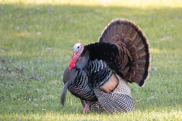 Erkek yabani hindi tarlada sergileniyor