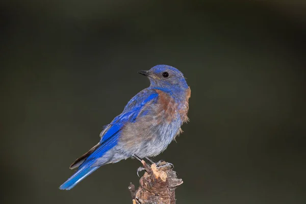 Western Bluebird Perch — Stock Photo, Image
