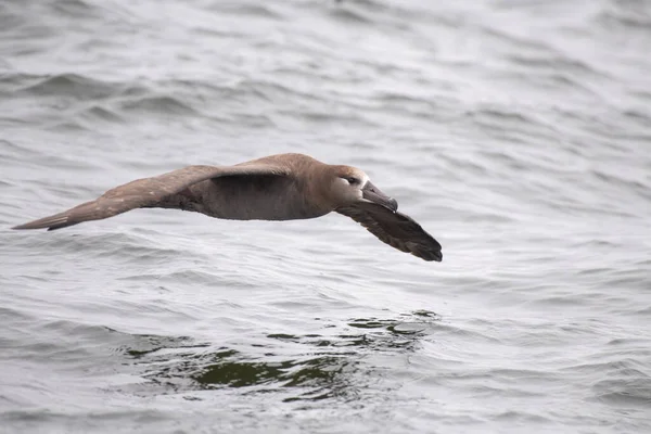 Albatros Patas Negras Volando Sobre Océano —  Fotos de Stock
