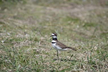 Bir tarlada duran katil geyik