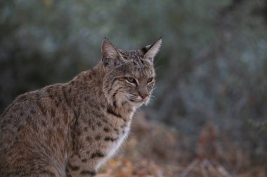 Çölde oturan vaşak