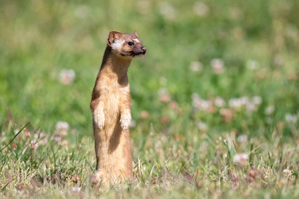 Long Tailed Weasel Standing Field — Stock Photo, Image