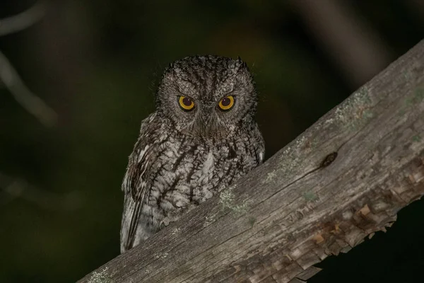 夜间坐在栖木上的有胡须的尖叫声猫头鹰 — 图库照片