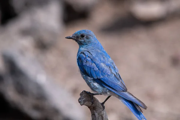 栖息在栖木上的山蓝鸟 — 图库照片