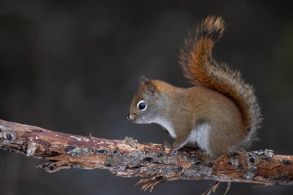 Red squirrel on a stick