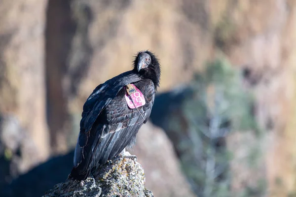 California Condor Siedzi Skale — Zdjęcie stockowe