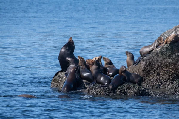 Kolonie Kalifornischer Seelöwen Auf Einem Felsen — Stockfoto