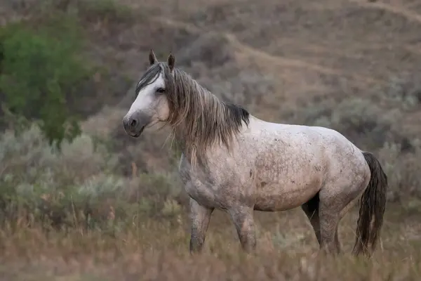 Çayırdaki Amerikan Mustang 'i 
